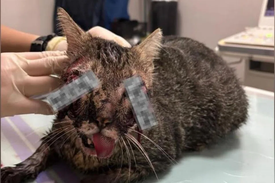 penderaan kucing, kucing masyarakat, kucing tak berdosa