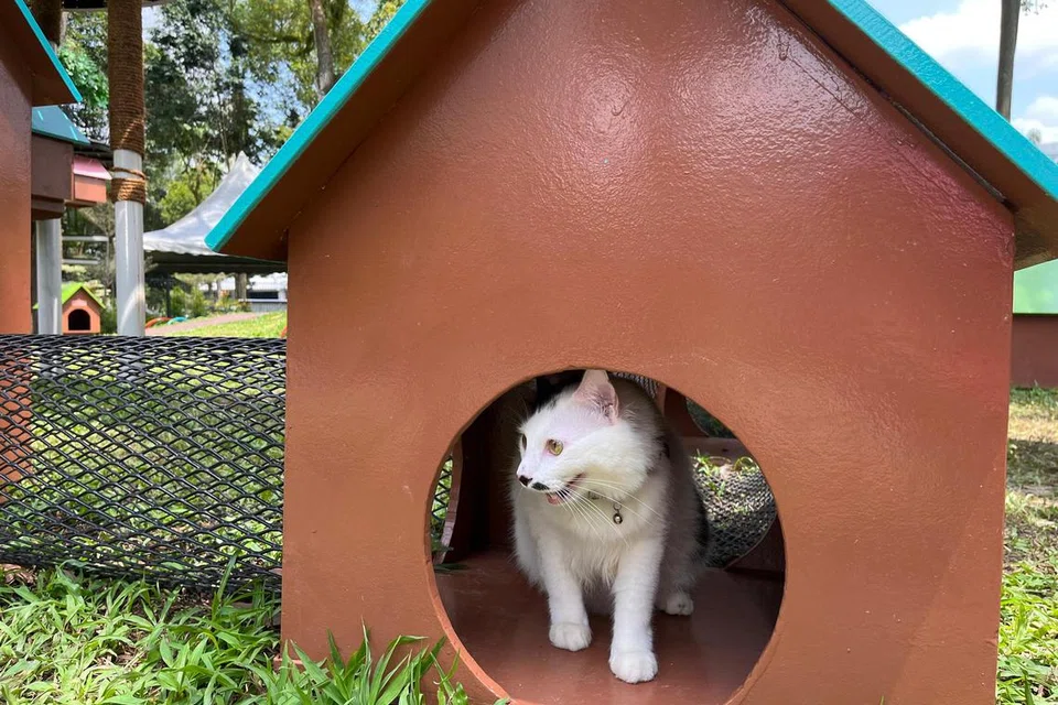 Omey, kucing peliharaan Cik Syazwa Syahrul Kamal, 25 tahun, tidak biasa berpanas, namun taman kucing Catopia memberi keseronokan berbeza buat si comel itu.