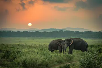 Gajah dalam sekitaran semula jadi di Taman Nasional Yala di Sri Lanka.
