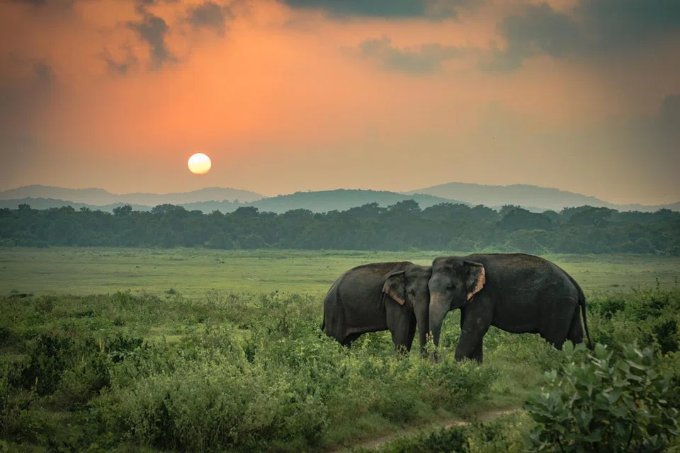 Gajah dalam sekitaran semula jadi di Taman Nasional Yala di Sri Lanka.