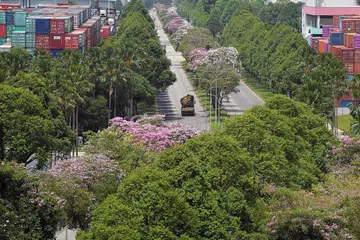 BANTU KURANGKAN SUHU: Penanaman pokok seperti deretan pokok di Tuas South ini akan dapat membantu mengurangkan kesan suhu yang meningkat. - Foto BH oleh ALPHONSUS CHERN