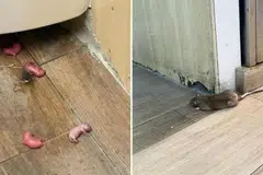 anak tikus, infestasi, infestation, kedai kopi Ang Mo Kio, tandas