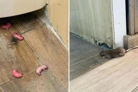 anak tikus, infestasi, infestation, kedai kopi Ang Mo Kio, tandas