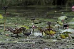 NIKMATI ALAM SEMULA JADI: Seekor burung ruak-ruak, atau white-breasted waterhen, dilihat di Kolam Teratai yang mempunyai lebih 200 tumbuhan bakau, dengan ada daripadanya merupakan spesies terancam secara kritikal. - Foto-foto BH oleh WALLACE WOON 