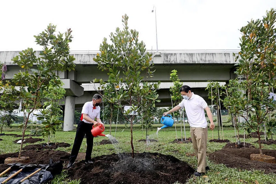 SERIKAN LAGI KEHIJAUAN: Encik Lawrence Wong (kanan) dan Encik Gan Kim Yong menanam pepohon Tristaniopsis merguensis di acara perasmian ciri-ciri lanjutan jambatan Villa Verde yang baru pada Sabtu (17 April). - Foto CHINESE MEDIA GROUP merguensis.