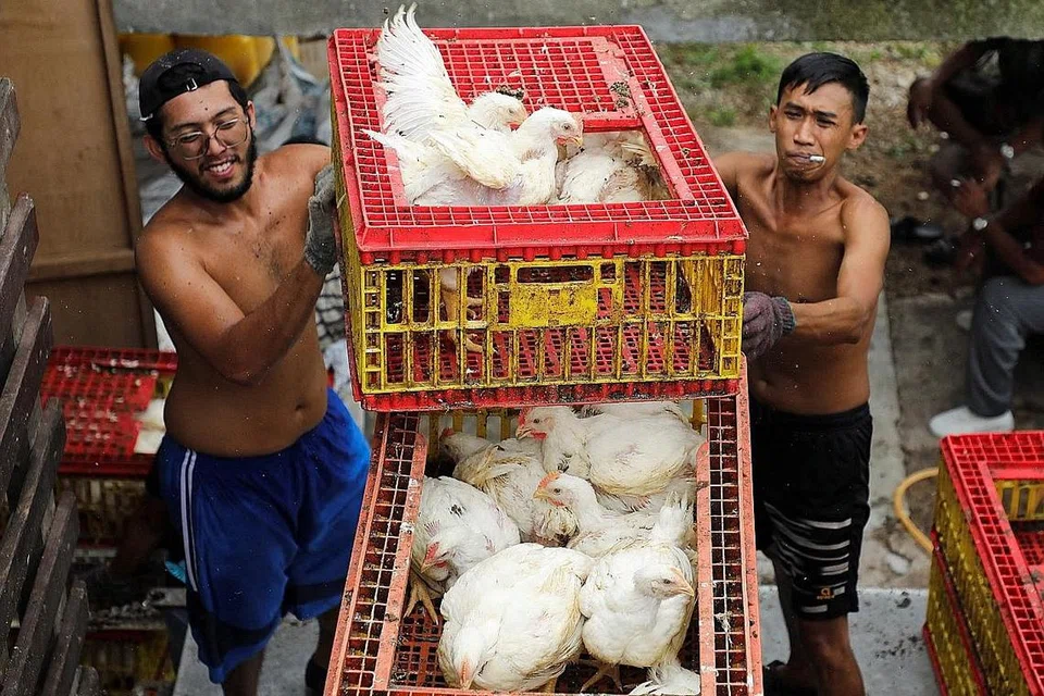 MAHU PASTIKAN BEKALAN DOMESTIK MENCUKUPI: Pekerja menyusun kotak berjaring yang mengandungi ayam di sebuah ladang menternak di Sepang, Selangor, pada 27 Mei lalu. - Foto REUTERS