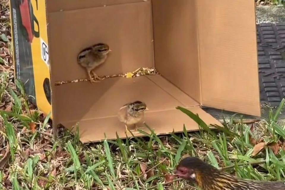 Yishun, longkang, anak ayam, Zameer Serlan, chicks, drain