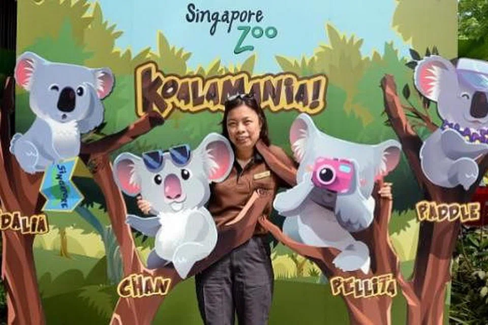 TERAPKAN ILMU YANG DIRAIH: Cik Rubiah telah menjalani latihan bagi mempelajari tentang penjagaan koala di Cagar Alam Koala Lone Pine di Brisbane bersama dua lagi penjaga haiwan dan kini menjaga empat koala yang bakal dipamerkan di Taman Haiwan Singapura pada 20 Mei ini. - Foto JOHARI RAHMAT