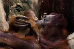 Anak orang utan Borneo itu kelihatan berpaut pada ibunya, Miri, ketika si ibu berayun dan memanjat di sekitar kawasan orang utan di Orangutan Island.