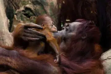 Anak orang utan Borneo itu kelihatan berpaut pada ibunya, Miri, ketika si ibu berayun dan memanjat di sekitar kawasan orang utan di Orangutan Island.