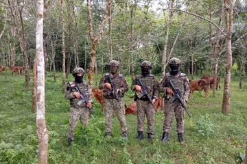 Anggota Tentera Darat Malaysia (TDM) mematahkan usaha penyeludupan 12 ekor lembu bernilai RM60,000 di tebing Sungai Golok, sempadan Malaysia-Thailand. 