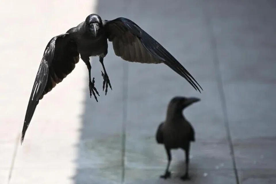 operasi menembak gagak, NParks