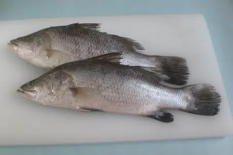 Ikan Siakap. 