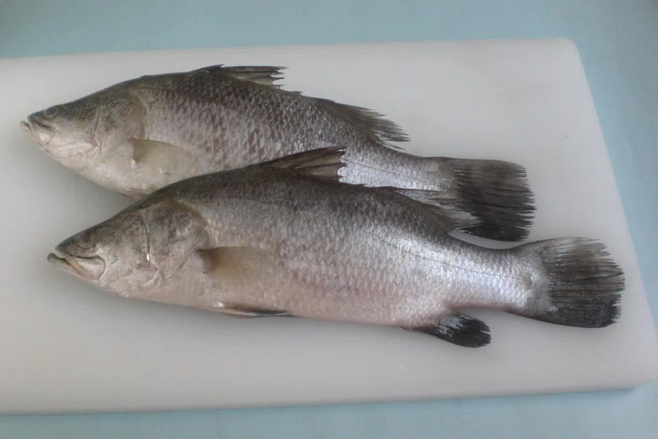 Ikan Siakap. 