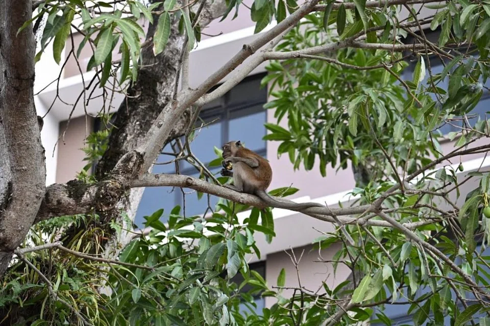 Orang ramai digesa agar tidak memberi makan kepada monyet.