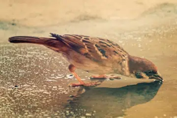 Sekecil lopak.