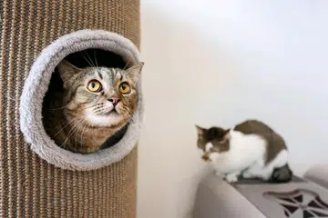 Akta Haiwan dan Burung, avs, cat license