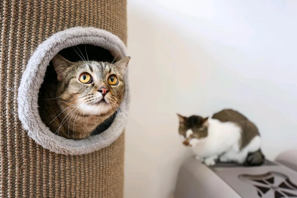 Akta Haiwan dan Burung, avs, cat license