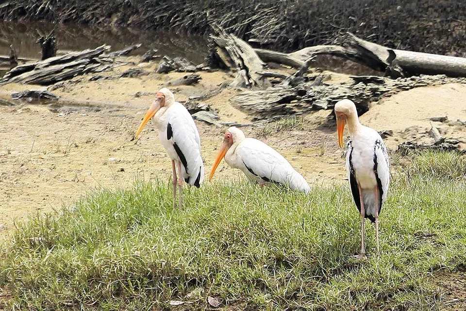 BANGAU BUANG AIR KECIL