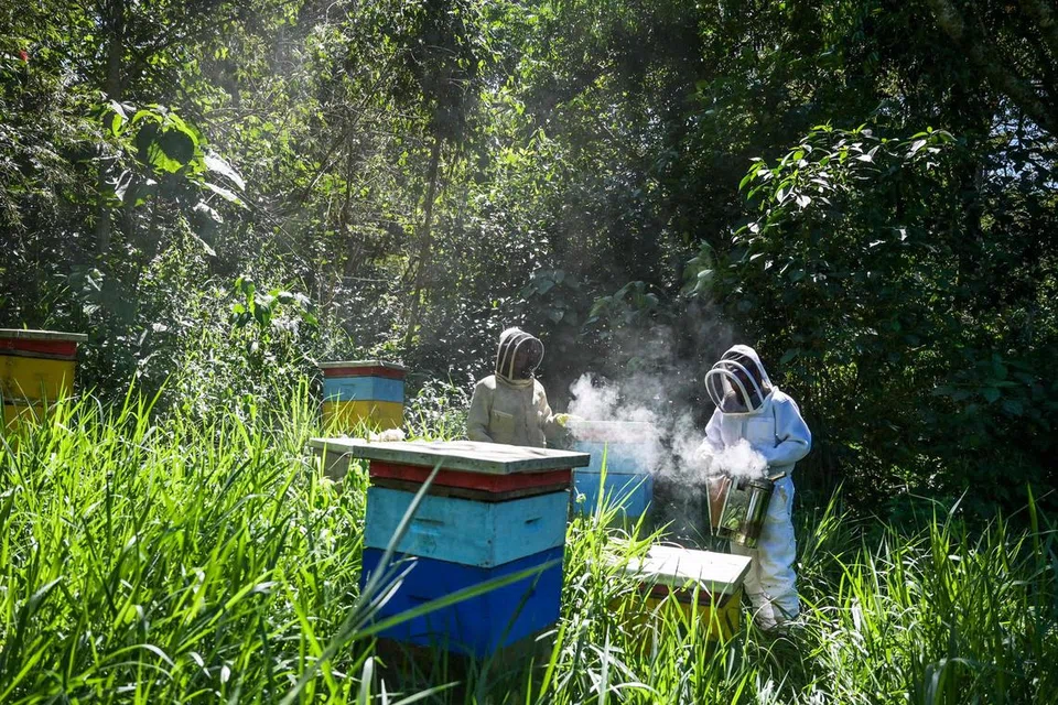 PERIKSA SARANG: Pemelihara lebah, Cik María Zoila Acevedo (kiri), dan ahli biologi, Encik Germán Perilla, memeriksa sarang lebah.