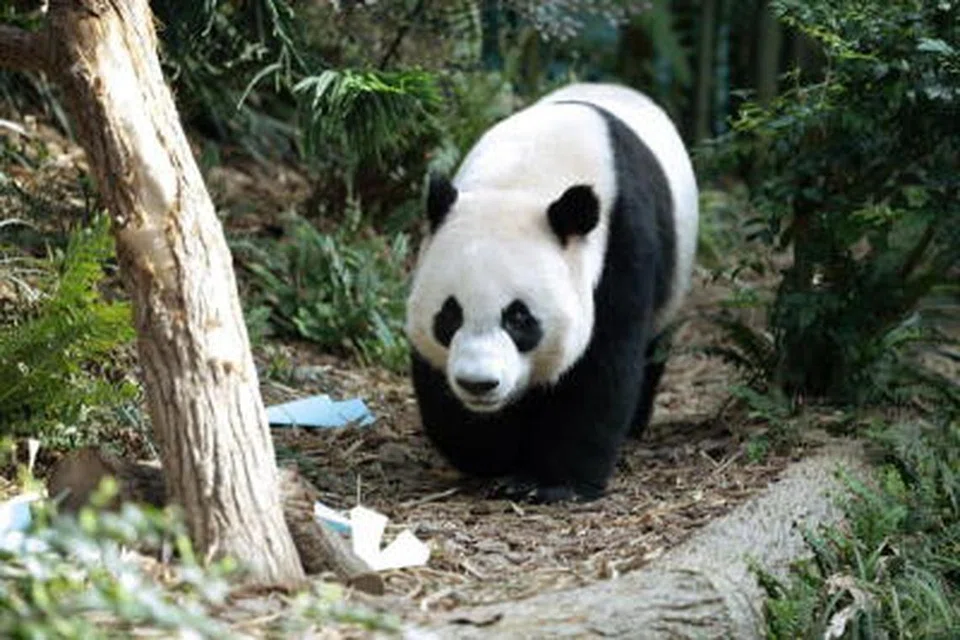 PULANG: Di bawah perjanjian pinjaman beruang panda China, anak beruang yang dilahirkan di negara asing akan dipulangkan kepada China apabila ia mencapai usia dua tahun.