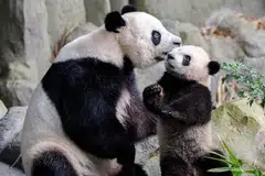Mata-mata mengajak pembaca berkongsi gambar kenangan bertema kasih sayang seperti yang dirakamkan antara ibu beruang panda terkenal Jia Jia terhadap anaknya, Le Le yang dilahirkan di Singapura. 