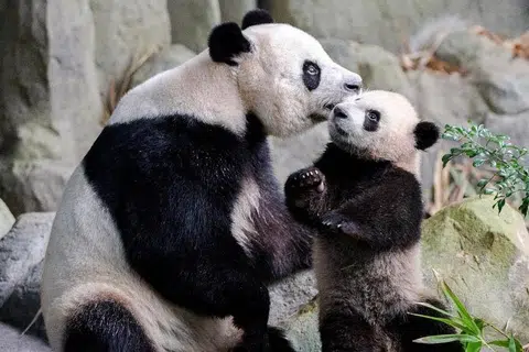 Mata-mata mengajak pembaca berkongsi gambar kenangan bertema kasih sayang seperti yang dirakamkan antara ibu beruang panda terkenal Jia Jia terhadap anaknya, Le Le yang dilahirkan di Singapura. 