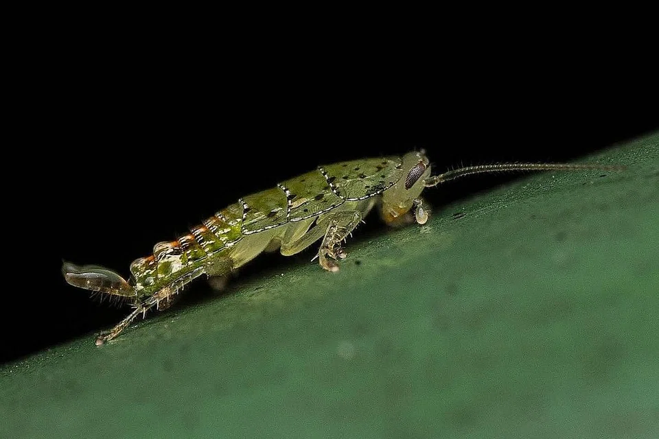 Lipas hijau. - Foto BRYAN SEAH