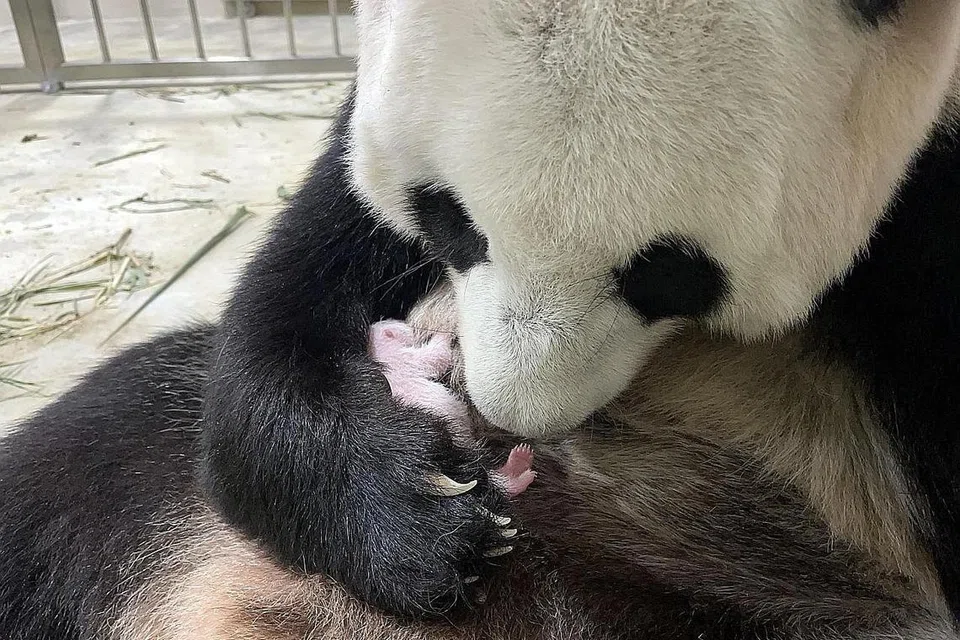 LEMBUT TERHADAP ANAK: Jia Jia mengangkat anaknya dengan lembut dan menjaga anaknya, melenyapkan kekhuatiran penjaga beruang panda River Safari haiwan itu akan mengabaikan anaknya. - Foto WILDLIFE RESERVES SINGAPORE