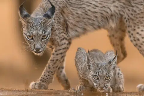 Kucing liar ‘Iberian lynx’.