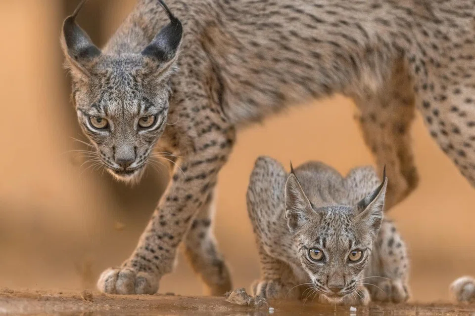 Kucing liar ‘Iberian lynx’.