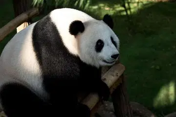 SELAMAT LAHIRKAN ANAK: Gambar fail panda bernama Liang Liang yang selamat melahirkan seekor anak panda di Zoo Negara kelmarin. - Foto AFP