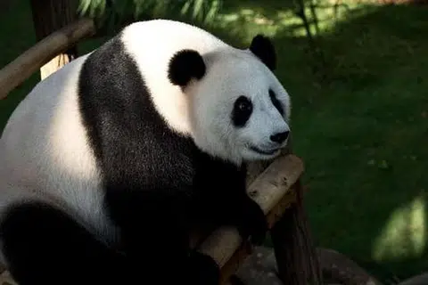 SELAMAT LAHIRKAN ANAK: Gambar fail panda bernama Liang Liang yang selamat melahirkan seekor anak panda di Zoo Negara kelmarin. - Foto AFP