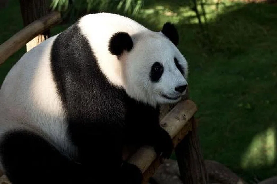 SELAMAT LAHIRKAN ANAK: Gambar fail panda bernama Liang Liang yang selamat melahirkan seekor anak panda di Zoo Negara kelmarin. - Foto AFP