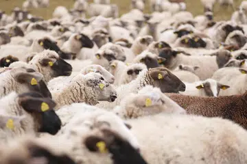 Kajian Berita Harian (BH) mendapati ada penyedia yang menawarkan kambing di Uganda pada harga $160, manakala sepertujuh bahagian lembu pula dijual pada harga sekitar $80.