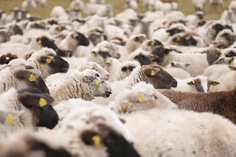 Kajian Berita Harian (BH) mendapati ada penyedia yang menawarkan kambing di Uganda pada harga $160, manakala sepertujuh bahagian lembu pula dijual pada harga sekitar $80.