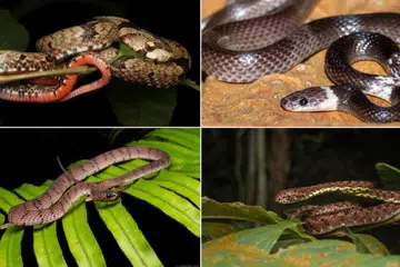 (Mengikut putaran jam, dari atas, kiri) Ular Kukri Coklat, Ular Serigala Berjalur, Ular Kucing Jasper, dan Ular Siput Licin adalah antara spesies ular asli di Singapura.
