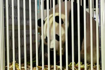 Satu daripada dua panda gergasi yang tiba di Malaysia pada 18 November.