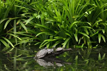 Kura-Kura Telinga Merah atau dikenali sebagai ‘Red-eared Slider’ dianggap sebagai spesies invasif.