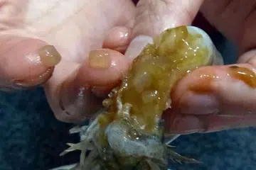 Ujian akan dijalankan untuk mengenal pasti 'gumpalan lut cahaya' yang ditemui dalam udang yang dibeli Cik Huang ini. Lianhe Wanbao