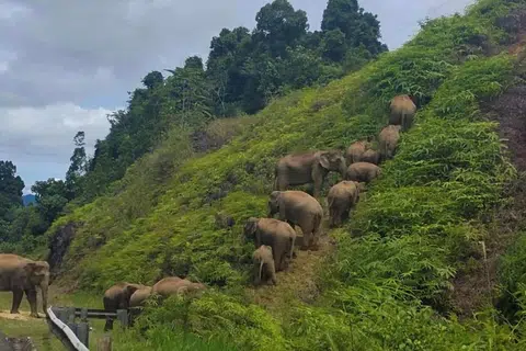 Kajian ekologi dan jejambat hidupan liar perlu dibangunkan segera di kawasan hutan hujan tropika Belum-Temenggor di Perak, berikutan habitat hidupan liar terutama gajah yang semakin terganggu dan kerap memasuki kawasan manusia.