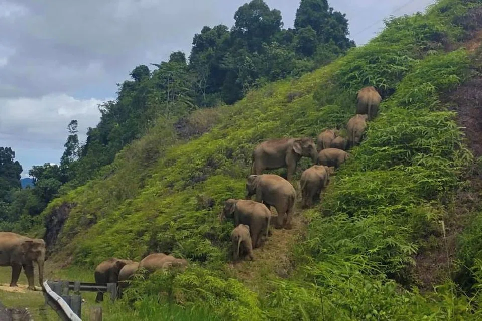 Kajian ekologi dan jejambat hidupan liar perlu dibangunkan segera di kawasan hutan hujan tropika Belum-Temenggor di Perak, berikutan habitat hidupan liar terutama gajah yang semakin terganggu dan kerap memasuki kawasan manusia.