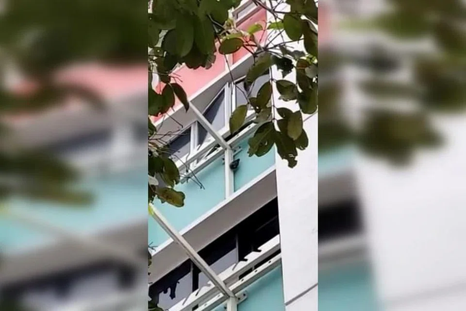 Burung tiung yang dilihat tergantung dari tempat jemur pakaian di sebuah unit flat di Yishun. FOTO: FACEBOOK/ ACRES 