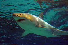 Ikan jerung jenis great white 