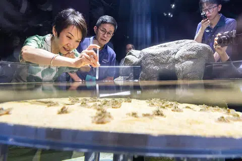 singapore ocearium, resorts world sentosa, grace fu, pelancongan, biologi marin 