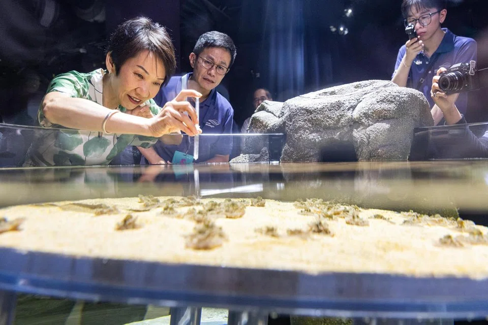 singapore ocearium, resorts world sentosa, grace fu, pelancongan, biologi marin 