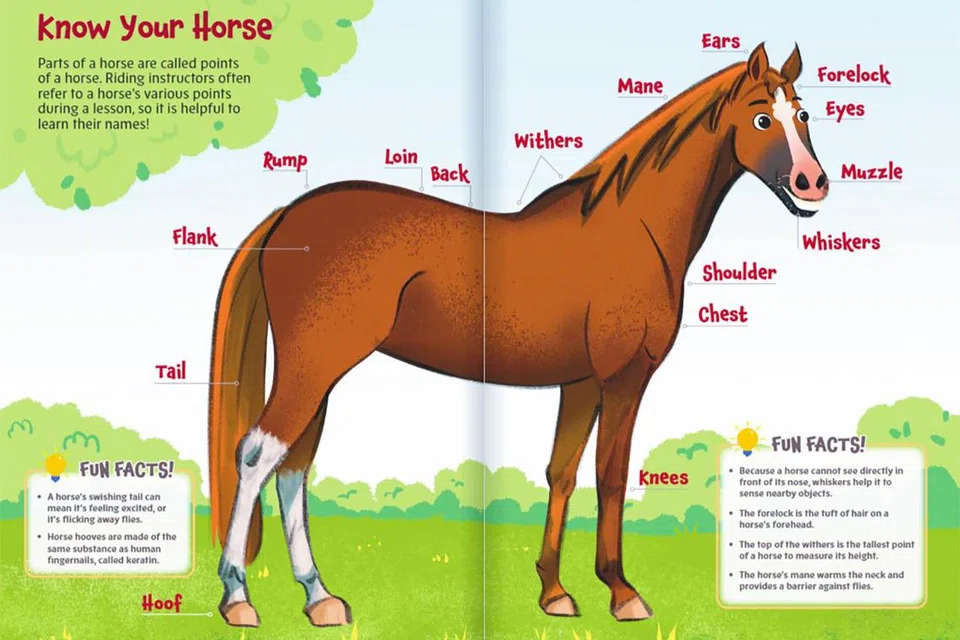 Buku, A-Neigh-Zing Facts About Horses, dihasilkan oleh Singapore Turf Club dan dengan ilustrasi oleh Isaac Liang.
