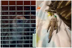 PUNCA KEMATIAN: Burung hering Himalaya ini diselamatkan pada 11 Januari, mati pada 15 Januari kerana masalah buah pinggang dan gangguan pencernaan sedia ada.