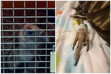 PUNCA KEMATIAN: Burung hering Himalaya ini diselamatkan pada 11 Januari, mati pada 15 Januari kerana masalah buah pinggang dan gangguan pencernaan sedia ada.