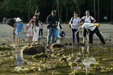 SAMPAIKAN ILMU PADA YANG LAIN: Cik Ng Juat Ying (kanan, menyandang beg kuning), salah seorang pengurus projek di Pusat Biodiversiti Nasional, Lembaga Taman Negara (NParks), membimbing peserta di sebuah kawasan pasang surut di Taman Marin Pulau Sisters pada 14 Disember 2016. - Foto-foto THE STRAITS TIMES